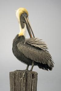 A Wonderful Bird is a Pelican by Charlie Taylor