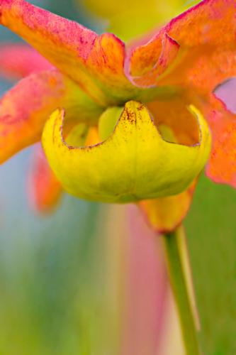 Sarracenia Flower by Charlie Taylor