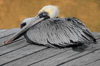 Pelican on a Pier - Giclee by Charlie Taylor
