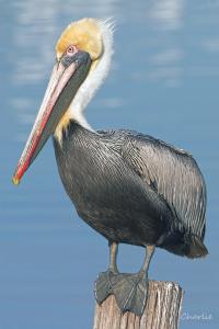 Brown Pelican Perched on a Piling - Giclee by Charlie Taylor